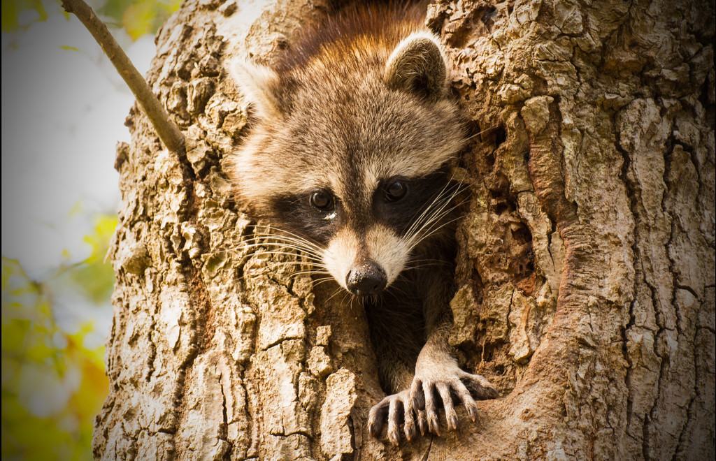 Rocky Raccoon Was Out this Afternoon! by rickster549