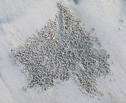 19th Feb 2018 - Sand Bubbler Crab Pellets 