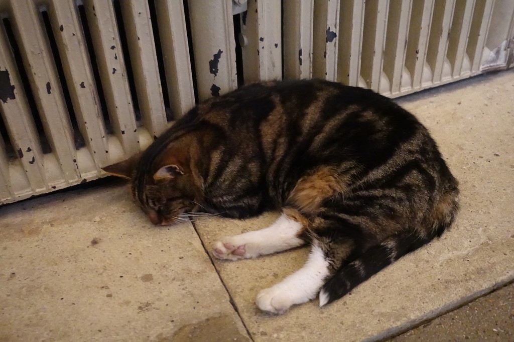 cosy cat by quietpurplehaze