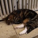 cosy cat by quietpurplehaze