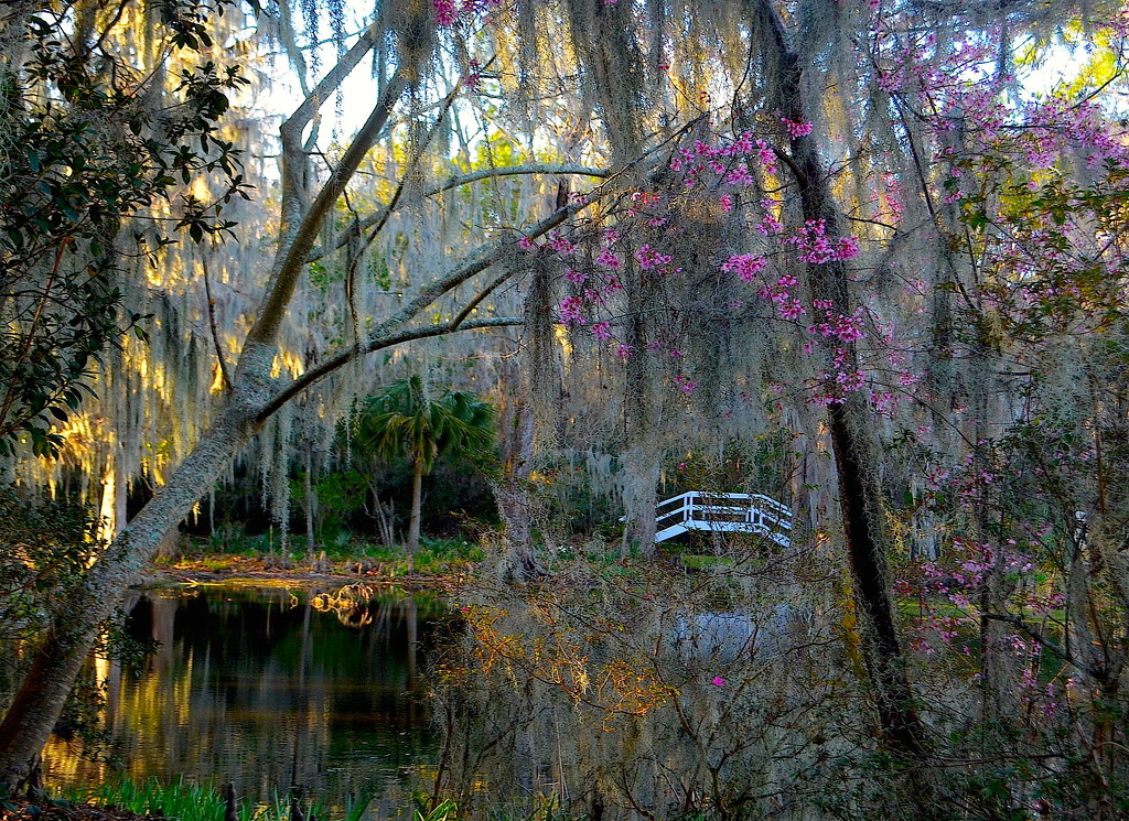 Tranquil scene at Magnolia Gardens, Charleston, SC by congaree
