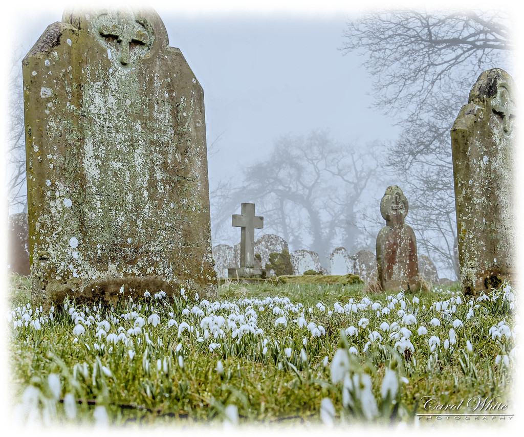 Churchyard Snowdrops by carolmw
