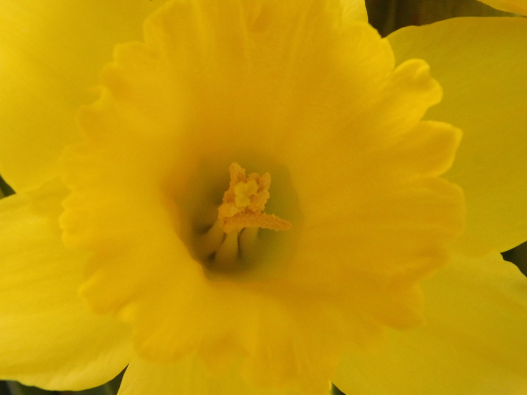 Daffodil by 365anne