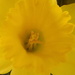 Daffodil by 365anne