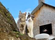 19th Feb 2018 - Cats of Camara de Lobos