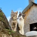 Cats of Camara de Lobos by orchid99