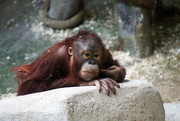 18th Feb 2018 - Orangutan Portrait