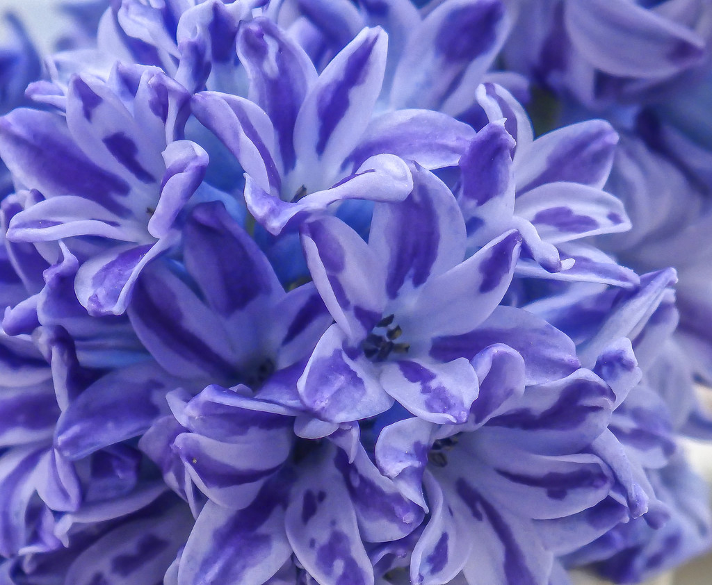 Hyacinth by tonygig