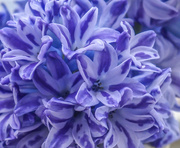 18th Feb 2018 - Hyacinth