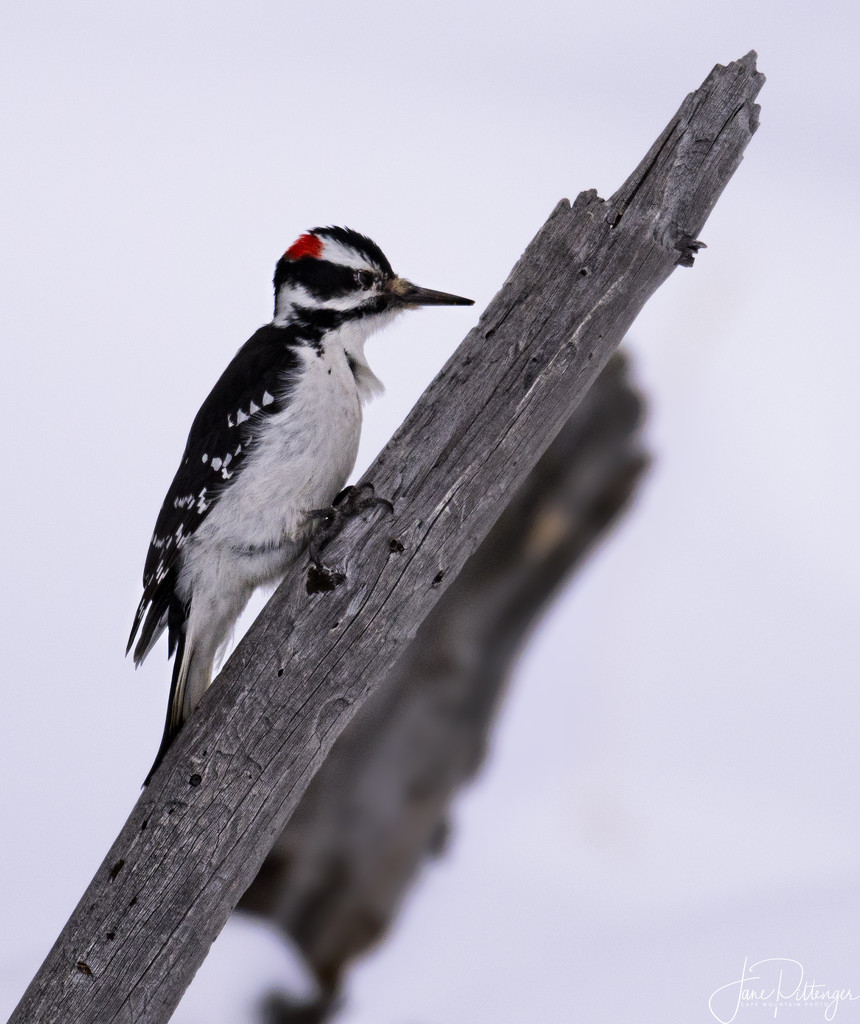 Hairy Woodpecker In the Snow by jgpittenger