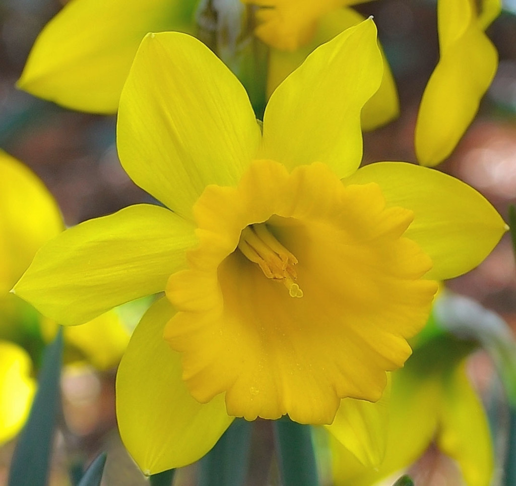 Happy Daffodil by joysfocus