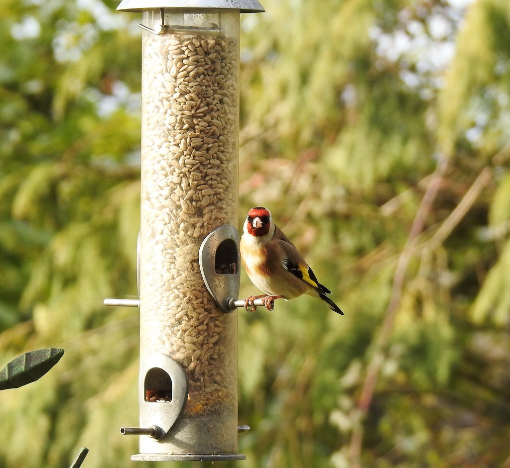 Another Goldfinch Shot by susiemc