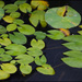 17/365 - Waterlily leaves by chikadnz