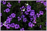20th Feb 2018 - Purple & A Few White Flowers ~