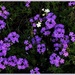 Purple & A Few White Flowers ~ by happysnaps