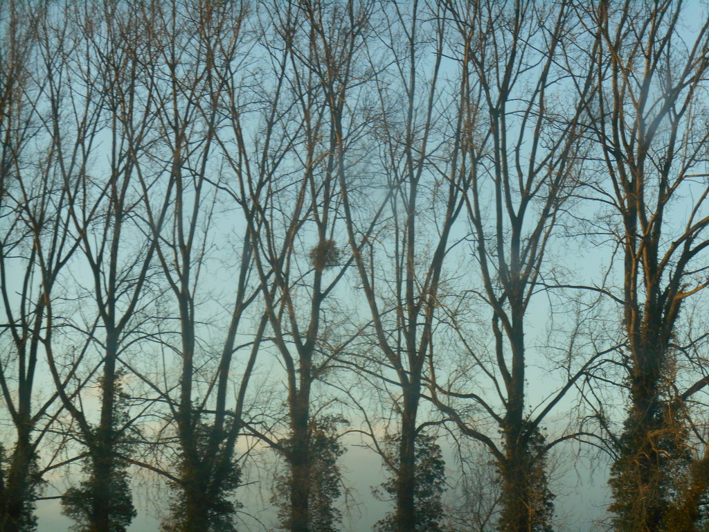 A line of trees, by snowy