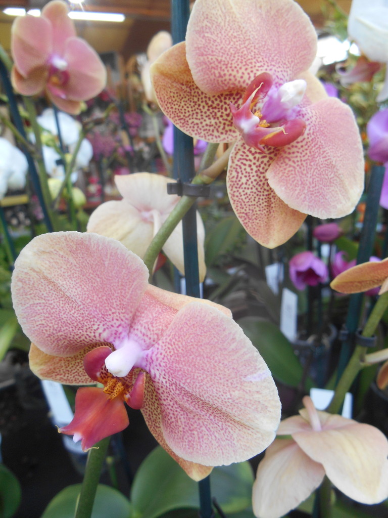 Orchids  taken at the garden center  . by snowy