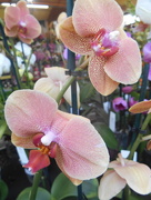 17th Feb 2018 - Orchids  taken at the garden center  .