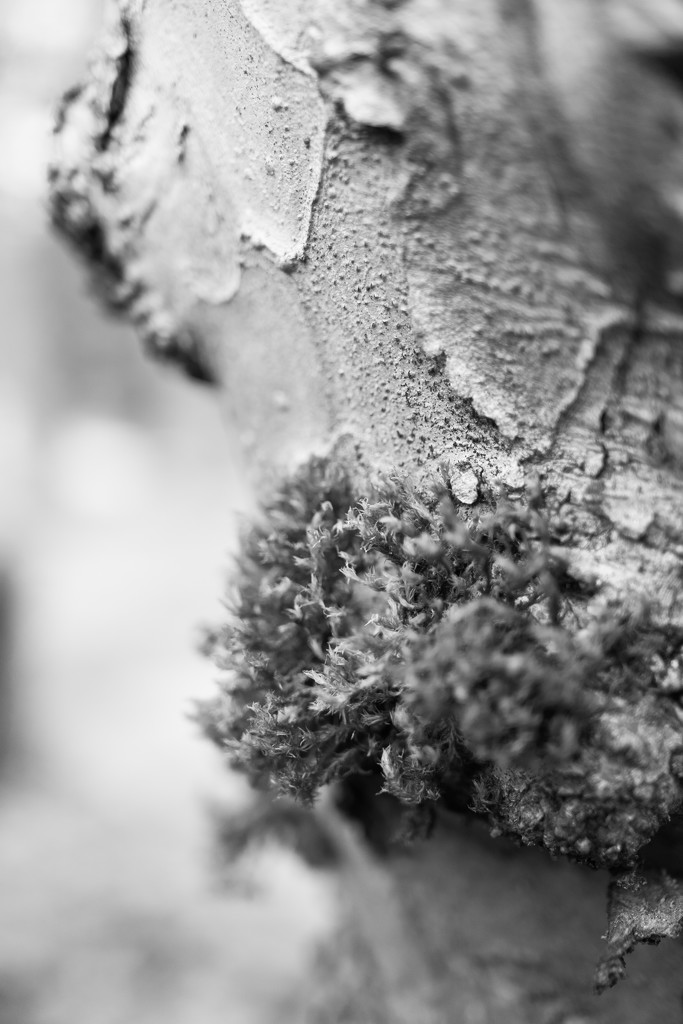 Moss and tree bark in BW by cristinaledesma33