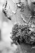 18th Feb 2018 - Moss and tree bark in BW