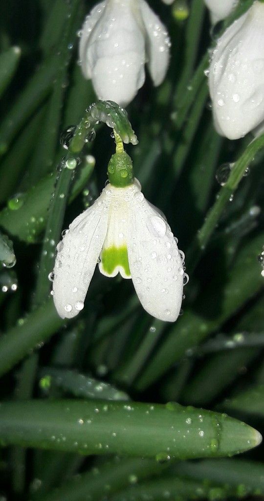 Droplets on snow drops. by jokristina