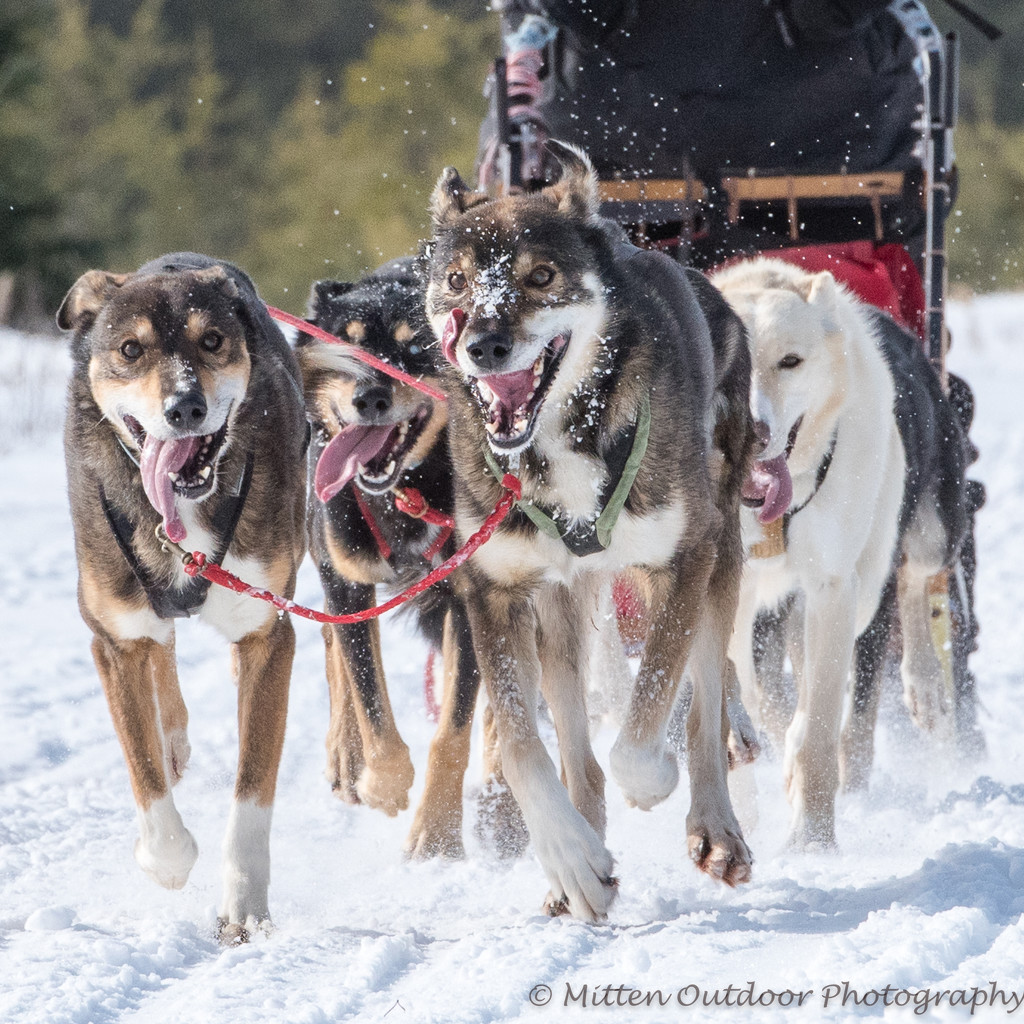 Dog Sled Racing by dridsdale