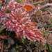 Red Leaves - White Frost - Good Combination by milaniet