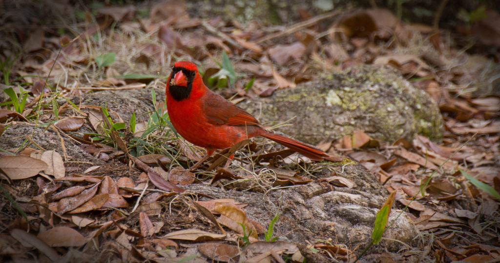 Mr Cardinal With a Snack! by rickster549