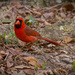 Mr Cardinal With a Snack! by rickster549