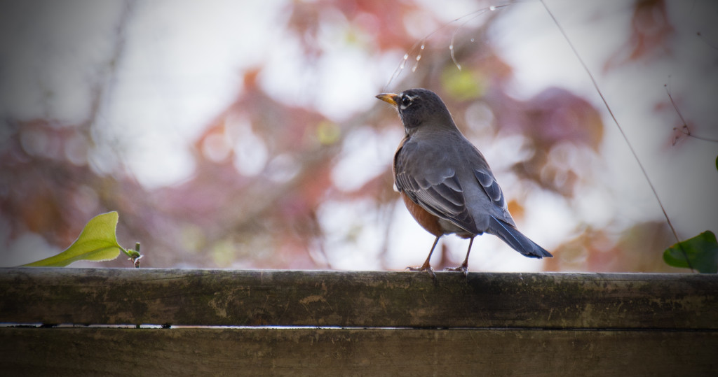 Robin on the Fence! by rickster549