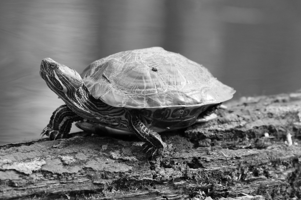 Turtle by ingrid01