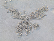 20th Feb 2018 - Butterfly Sand Bubbler Crab Pellets 