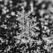 19th Feb 2018 - dendrite snowflakes