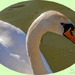 Mute Swan by carolmw