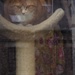 Photo hunt reveals vigilant cat...without ears. by s4sayer