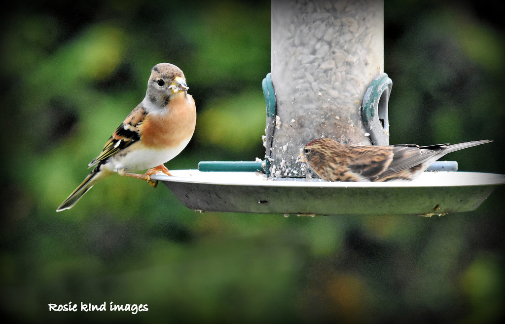 The brambling came to share breakfast with the redpoll by rosiekind