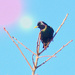 Blackbird  by joysfocus