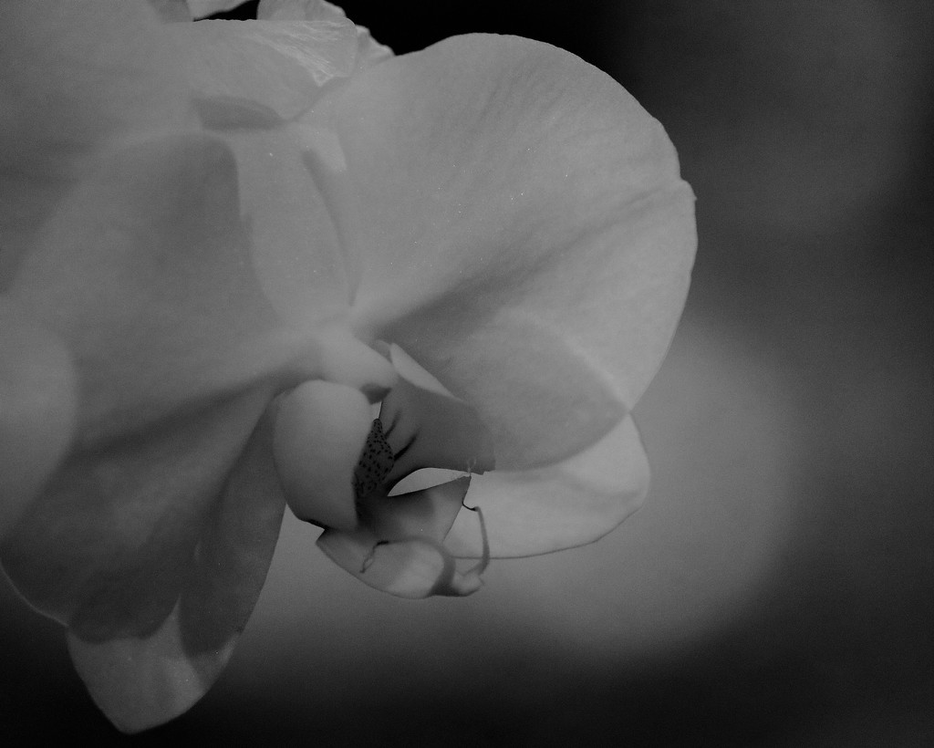 Orchid in Dim Light  by daisymiller