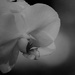 Orchid in Dim Light  by daisymiller