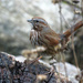 Chipping Sparrow  by seattlite