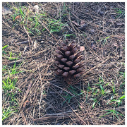 18th Feb 2018 - Florida Pine Cone