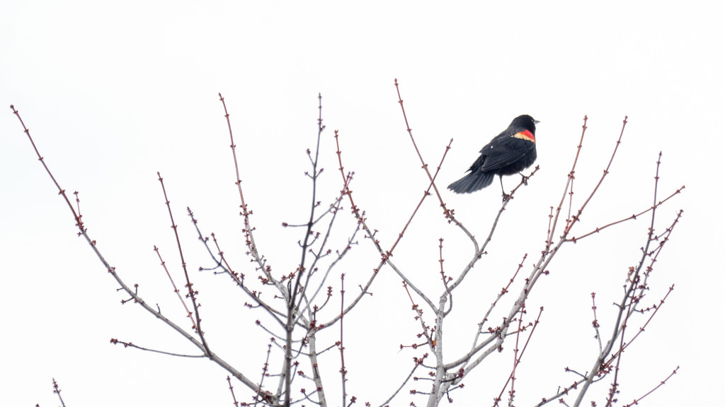 Red-Winged Blackbird Wide by rminer