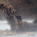 Driftwood in the fog by rminer