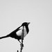 One for sorrow... by m2016