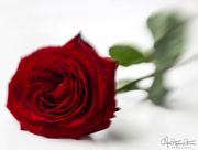 18th Feb 2018 - A red rose…