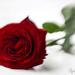A red rose… by atchoo