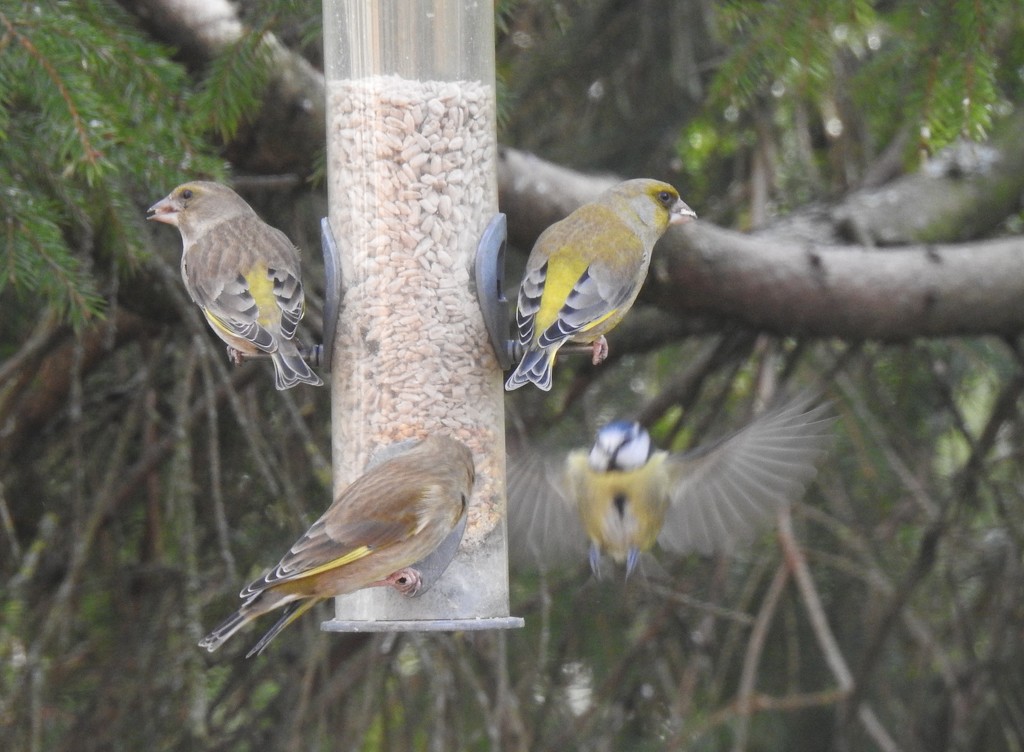 Three Greenfinches and a Brave Bluetit by susiemc