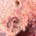 Coral macro.  by cocobella