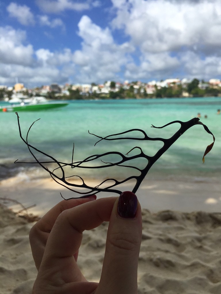 The Black seaweed.  by cocobella