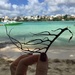 The Black seaweed.  by cocobella